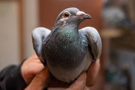 Image result for Abbeyton & Broomfield Racing Pigeons