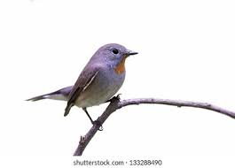 Image result for Ficedula albicilla