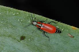 Attēlu rezultāti vaicājumam “Anthocomus rufus”