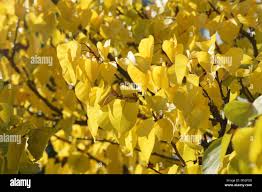 Attēlu rezultāti vaicājumam “Prunus armeniaca leaf”