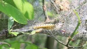 Attēlu rezultāti vaicājumam “Yponomeuta malinellus / cagnagella”