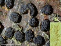 Attēlu rezultāti vaicājumam “Diatrype disciformis”