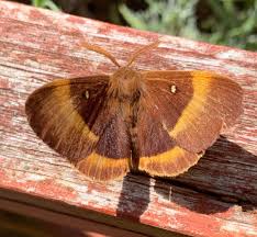 Attēlu rezultāti vaicājumam “Lasiocampa quercus”
