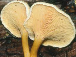 Attēlu rezultāti vaicājumam “Hygrophoropsis aurantiaca”