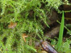 Attēlu rezultāti vaicājumam “Eurhynchium praelongum”