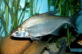 Image result for Abramis brama