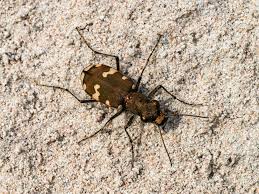 Attēlu rezultāti vaicājumam “Cicindela hybrida”