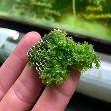 Attēlu rezultāti vaicājumam “Jungermannia subulata”