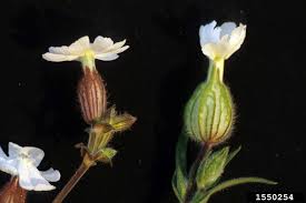 Attēlu rezultāti vaicājumam “Silene latifolia subsp. alba flower”
