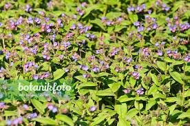 Attēlu rezultāti vaicājumam “Pulmonaria angustifolia flower”