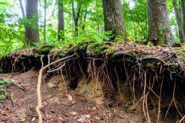 Attēlu rezultāti vaicājumam “Pseudobryum cinclidioides”