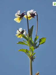 Attēlu rezultāti vaicājumam “Viola arvensis flower”