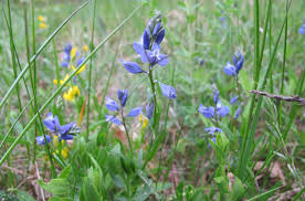 Attēlu rezultāti vaicājumam “Polygala amarella”
