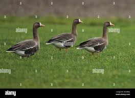 Attēlu rezultāti vaicājumam “Anser albifrons adult”