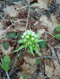 Attēlu rezultāti vaicājumam “Petasites spurius bud”