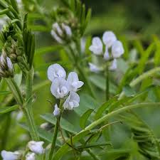 Attēlu rezultāti vaicājumam “Vicia hirsuta flower”