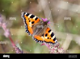 Attēlu rezultāti vaicājumam “Aglais urticae upperside”