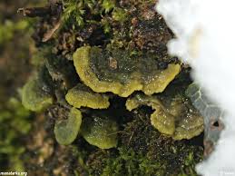 Attēlu rezultāti vaicājumam “Steccherinum bourdotii”