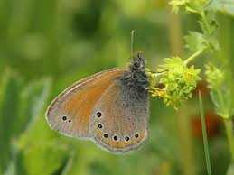 Attēlu rezultāti vaicājumam “Coenonympha glycerion underside”