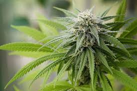 Attēlu rezultāti vaicājumam “Cannabis sativa leaf”