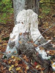 Attēlu rezultāti vaicājumam “Brefeldia maxima”