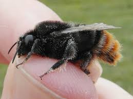 Attēlu rezultāti vaicājumam “Bombus”
