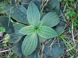 Attēlu rezultāti vaicājumam “Plantago media leaf”