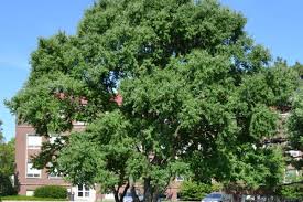 Attēlu rezultāti vaicājumam “Cercidiphyllum japonicum”