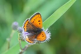 Attēlu rezultāti vaicājumam “Lycaena dispar female”