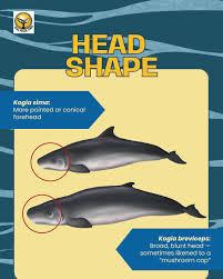 Image result for Kogia breviceps