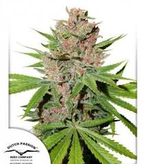 Attēlu rezultāti vaicājumam “Cannabis sativa fruit”