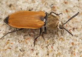 Attēlu rezultāti vaicājumam “Anostirus castaneus”