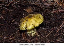 Attēlu rezultāti vaicājumam “Tricholoma flavovirens”