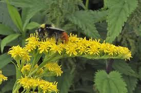 Attēlu rezultāti vaicājumam “Bombus lapidarius”
