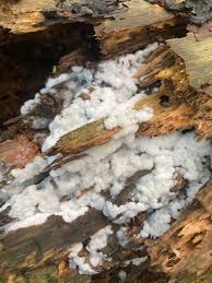 Attēlu rezultāti vaicājumam “Clastoderma debaryanum spores”