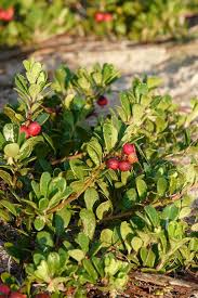 Attēlu rezultāti vaicājumam “Arctostaphylos uva-ursi”