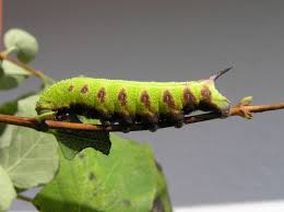 Attēlu rezultāti vaicājumam “Hemaris fuciformis”
