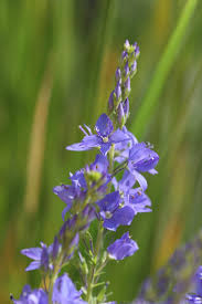 Image result for Veronica teucrium