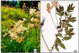 Attēlu rezultāti vaicājumam “Filipendula ulmaria”