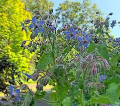 Image result for Borago officinalis