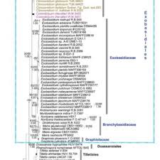 Attēlu rezultāti vaicājumam “Exobasidiales”