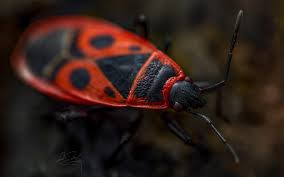 Attēlu rezultāti vaicājumam “Pyrrhocoris apterus imago”