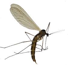 Attēlu rezultāti vaicājumam “Trichocera regelationis”