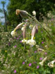 Attēlu rezultāti vaicājumam “Silene nutans flower”