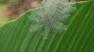 Attēlu rezultāti vaicājumam “Acronicta leporina larva”