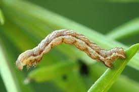 Attēlu rezultāti vaicājumam “Cosmorhoe ocellata”