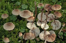 Attēlu rezultāti vaicājumam “Mycena zephirus”