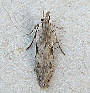 Attēlu rezultāti vaicājumam “Hypatima rhomboidella”