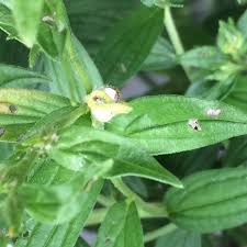 Attēlu rezultāti vaicājumam “Lithospermum officinale”