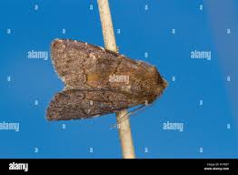 Attēlu rezultāti vaicājumam “Rusina ferruginea female”